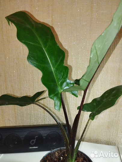 Алоказия разные сорта