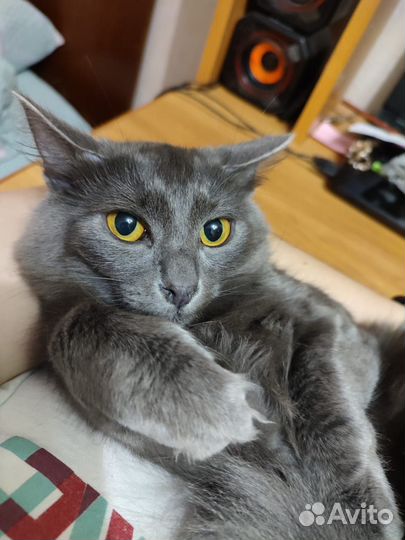 Кошечка полгода