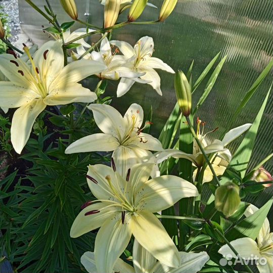 Лилии луковицы