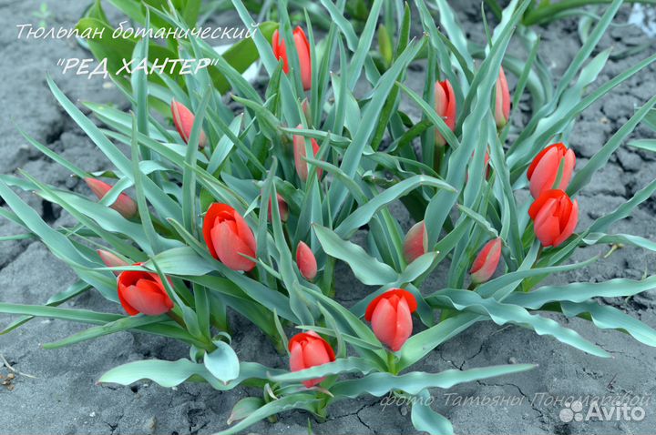 Тюльпаны ботанические (первоцветы)