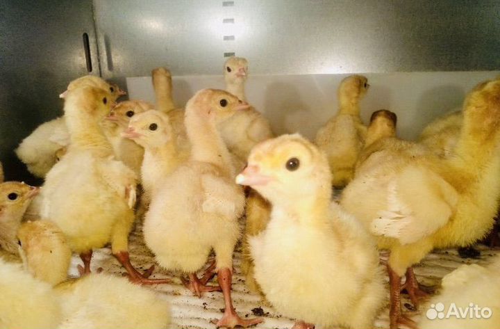 Индюшата утята