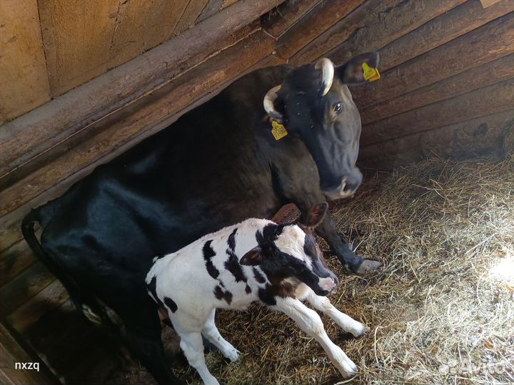 Корова дойная