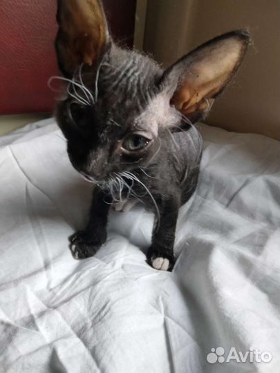 Мальчик (сфинкс)