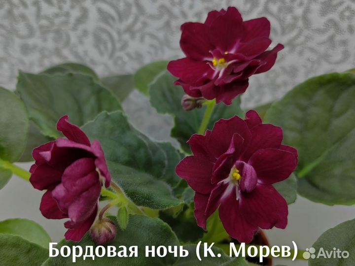 Фиалки свежий срез (наборы)