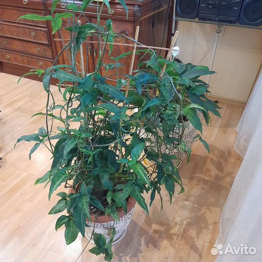 Комнатные цветы