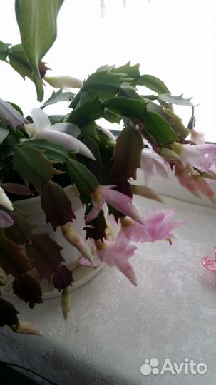 Декабрист белый