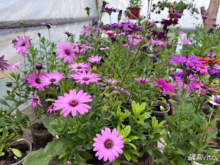 Петуния ампельная