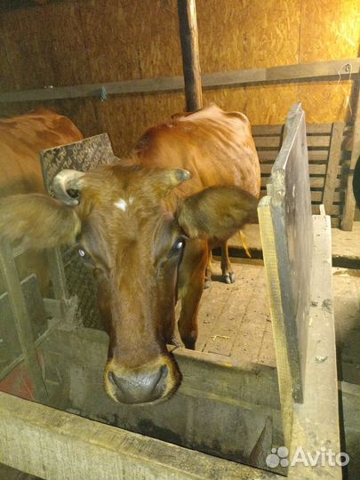 Корова дойная