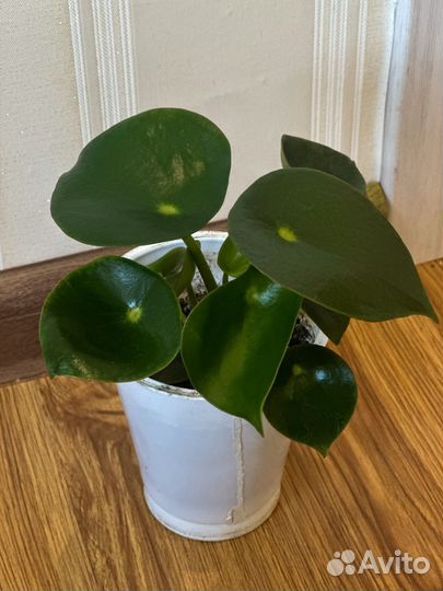 Пилея пеперомия