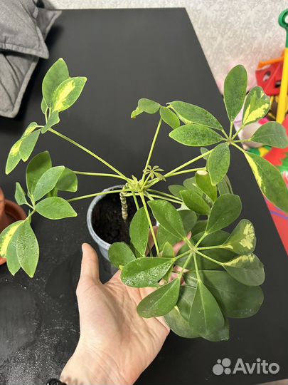 Шефлера вариегатная