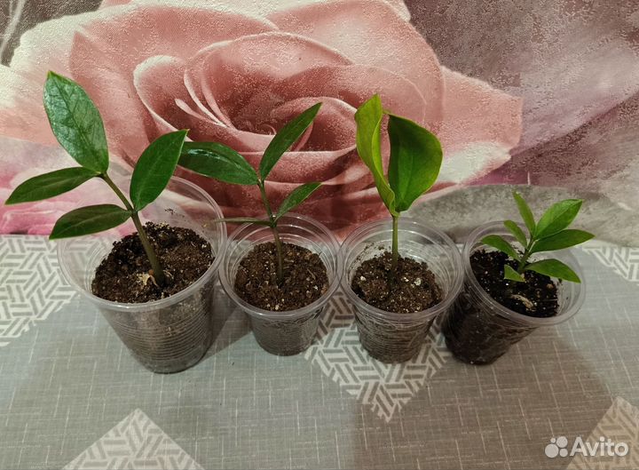 Замиокулькас