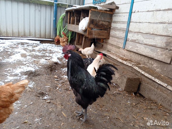 Куры петухи