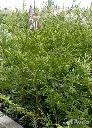 Туя западная Smaragd (саженцы с окс) 2 года