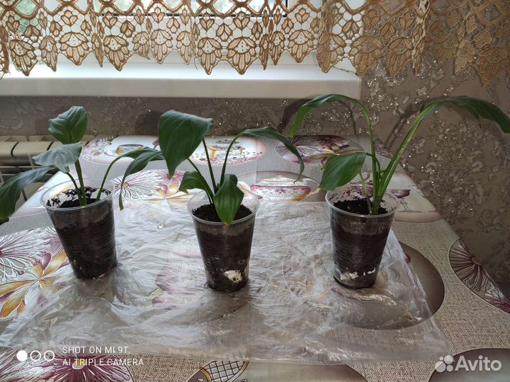 Спатифиллум