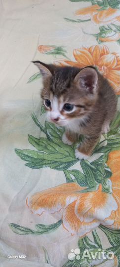 Котята в добрые руки бесплатно