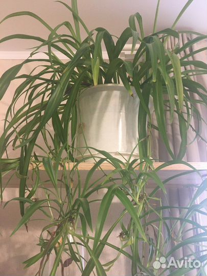 Комнатные растения