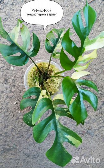 Рафидофоратетраспермавариегатная