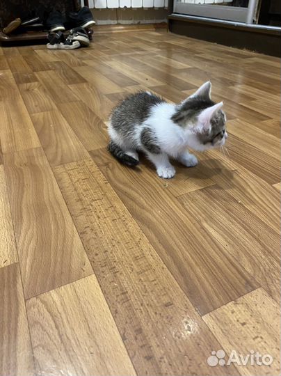 Кошка