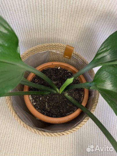 Кашпо для цветов