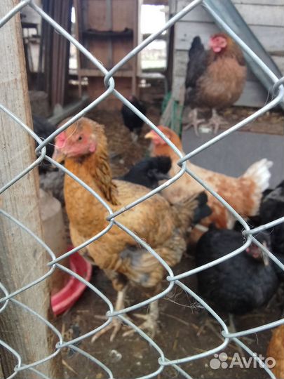 Бойцовые куры