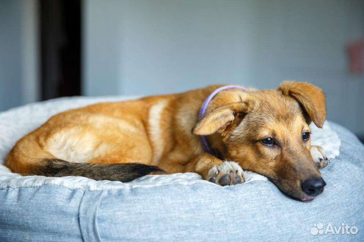 Щенок в добрые руки