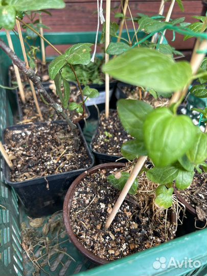 Саженцы клематиса