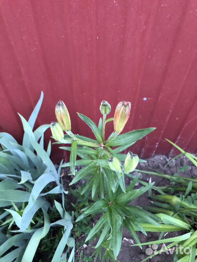 Садовые цветы