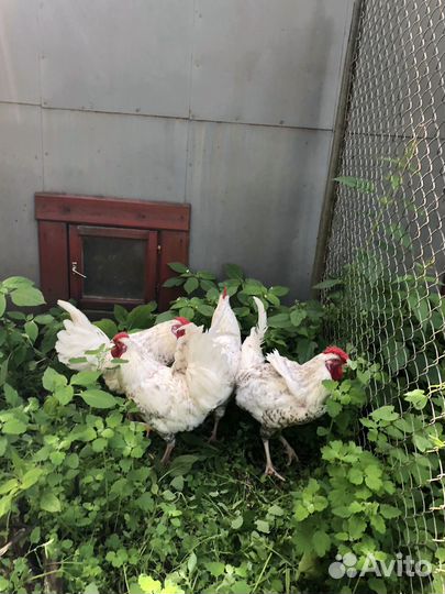 Петухи пушкинские