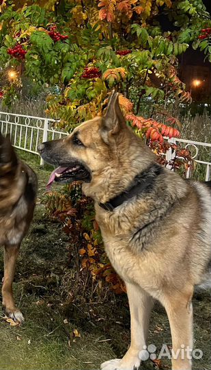 Кобель вео на вязку редкий окрас триколор