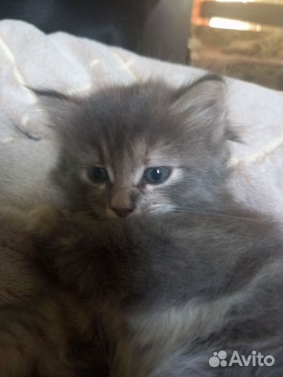 Котята в добрые руки бесплатно