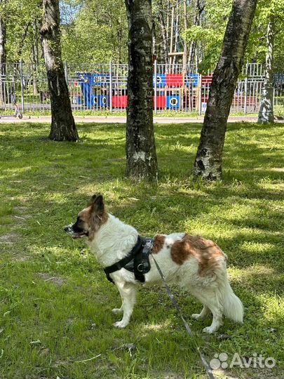Собака в добрые руки (помесь Бордер Колли)