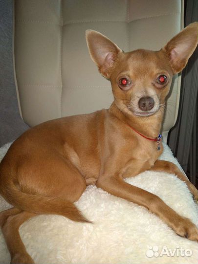 Той-терьер вязка