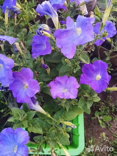 Петуния ампельная в 0.5 л стаканах