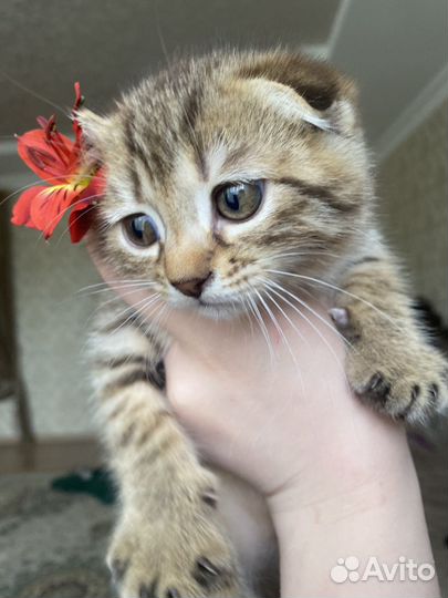 Бесплатно котята