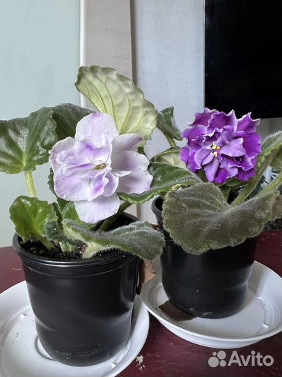 Сортовые фиалки цветущие