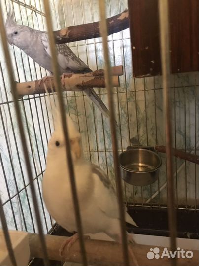 Попугаи кореллы пара