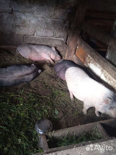 Вьетнамские поросята