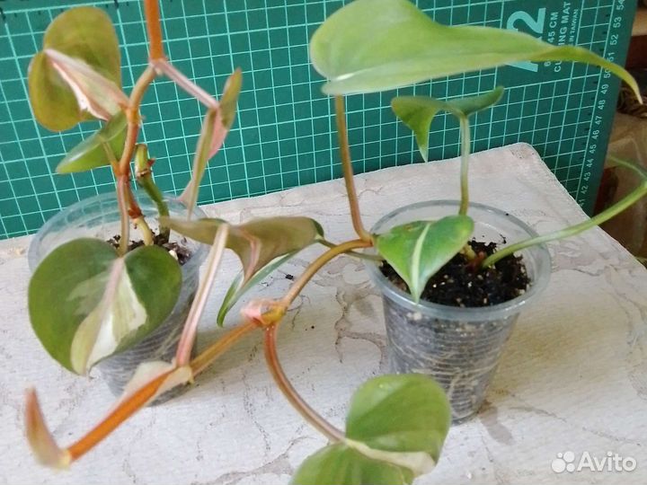 Филодендроны