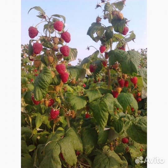 Саженцы ремонтантной малины