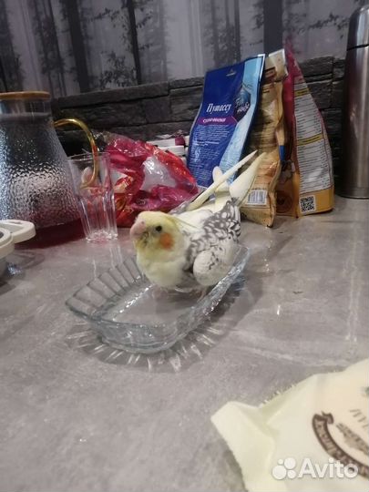 Попугай корелла ручной