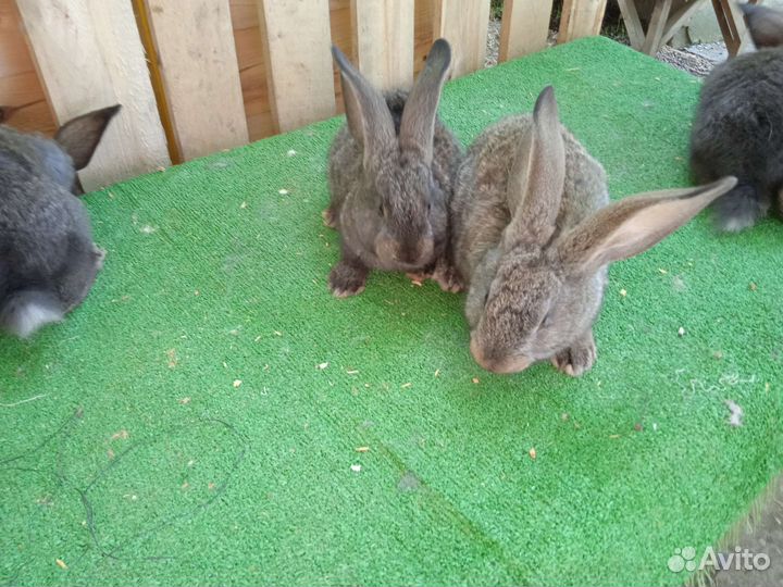 Кролики Великаны