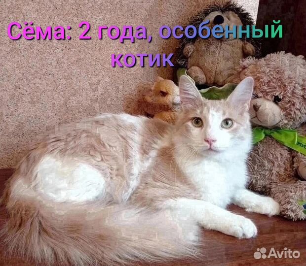 Взрослые коты ищут дом