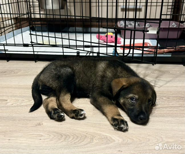 Щенок в добрые руки