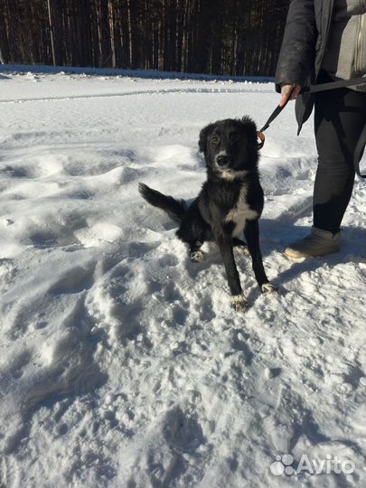 Собака в добрые руки