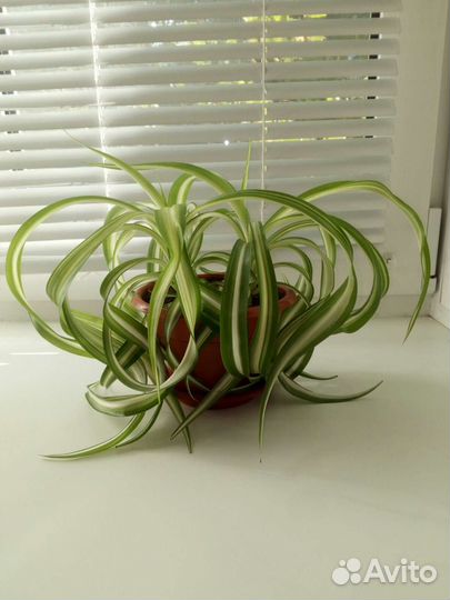 Хлорофитум кудрявый