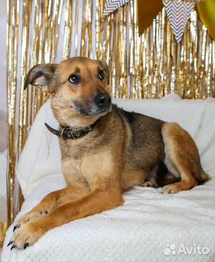 Предали и сдали в приют