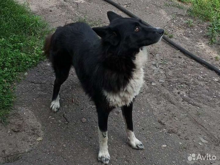 Собака в добрые руки отдам бесплатно