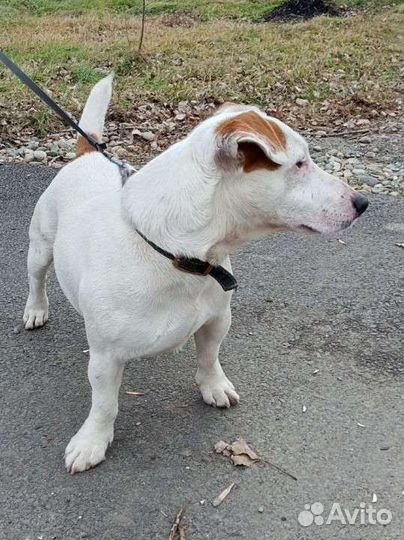 Вязка кобель джек рассел