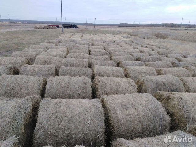 Сено в рулонах. (с доставкой по району)