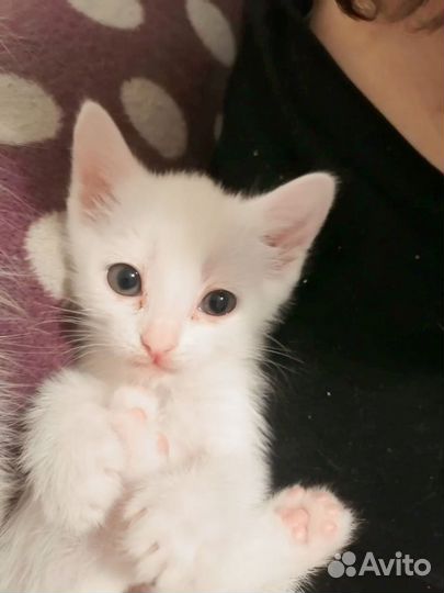 Британские котята